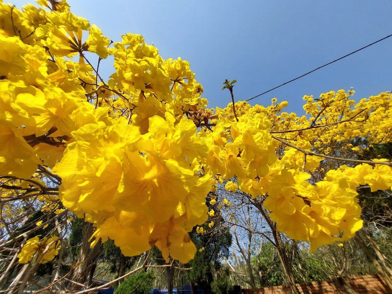 【2025】黃花風鈴木絕美景點推薦｜最佳觀賞地點