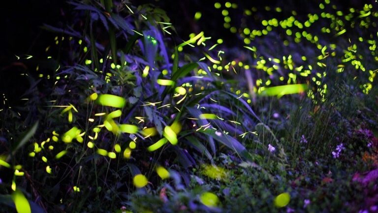 螢火蟲季節避免錯過！必看景點及最佳觀賞時間