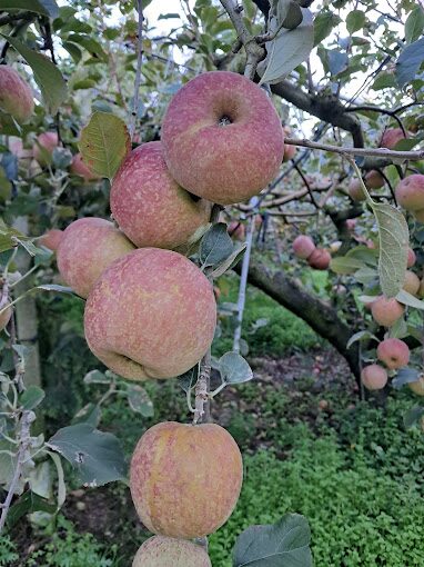 【2025】武陵農場必去景點與美食攻略|不容錯過的體驗