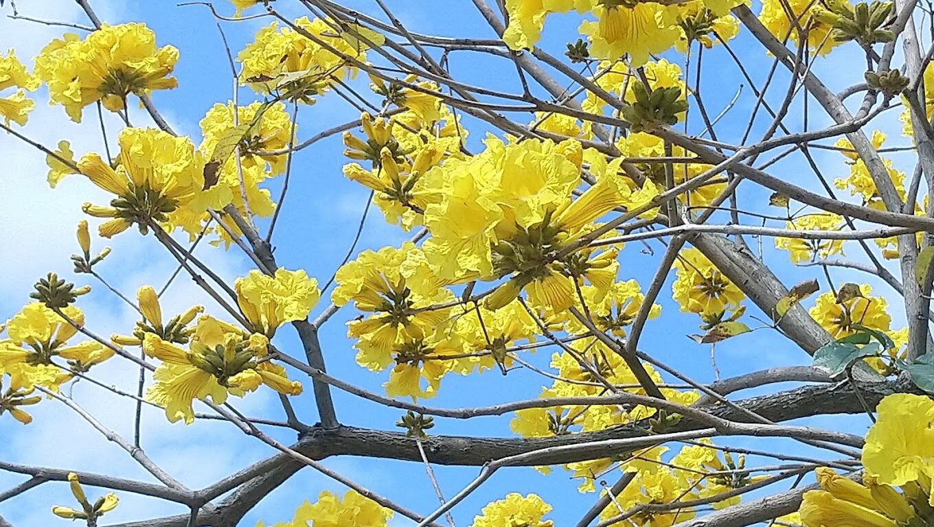 【2025】黃花風鈴木花季：台灣必看絕美賞花地點