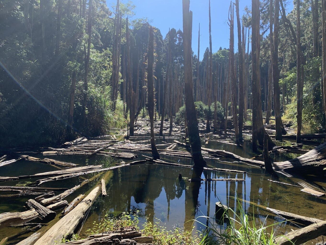 溪頭森林遊樂區：避開人潮的避暑秘境攻略