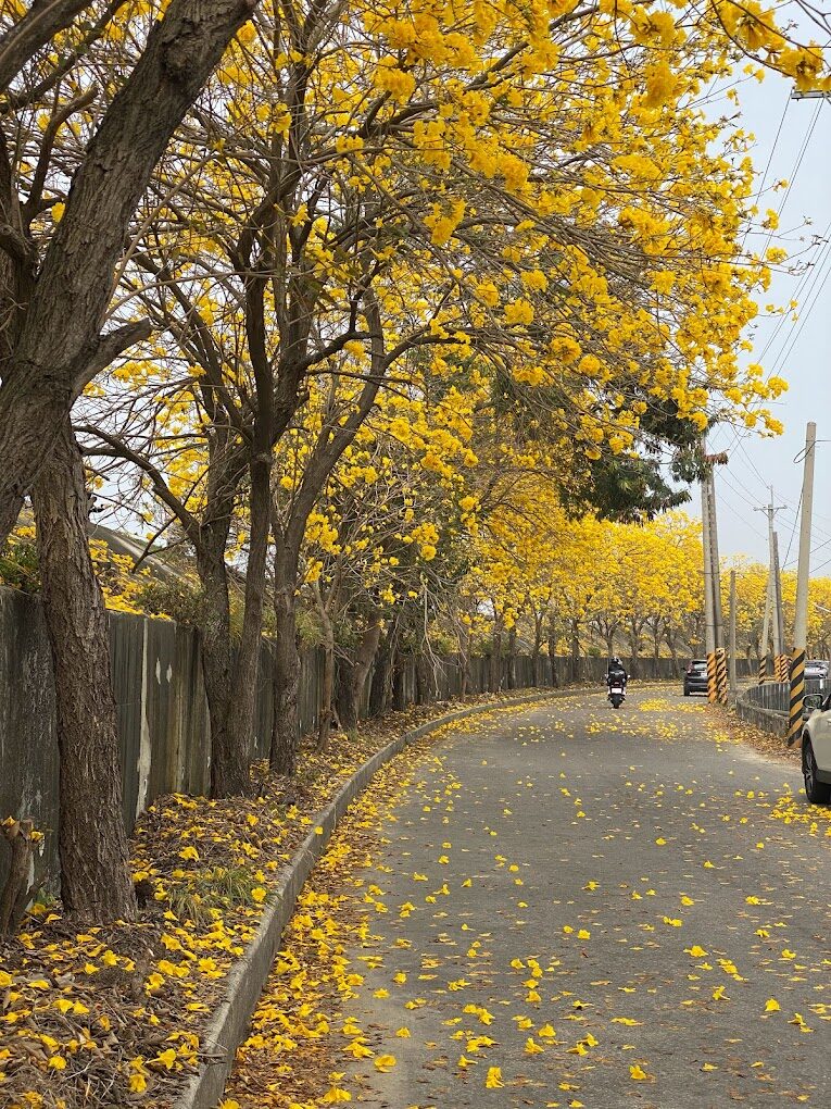 黃花風鈴木花期關鍵：旅客絕不能錯過的觀賞地點