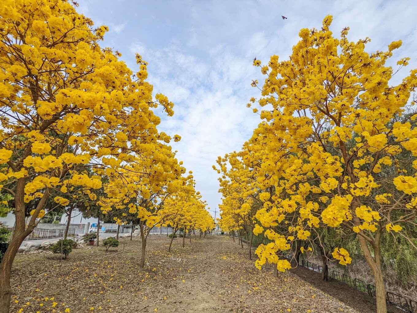 黃花風鈴木花期關鍵：旅客絕不能錯過的觀賞地點