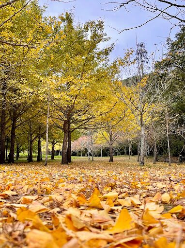 2025必看！探索武陵農場的隱藏美景，以及四季賞花秘訣