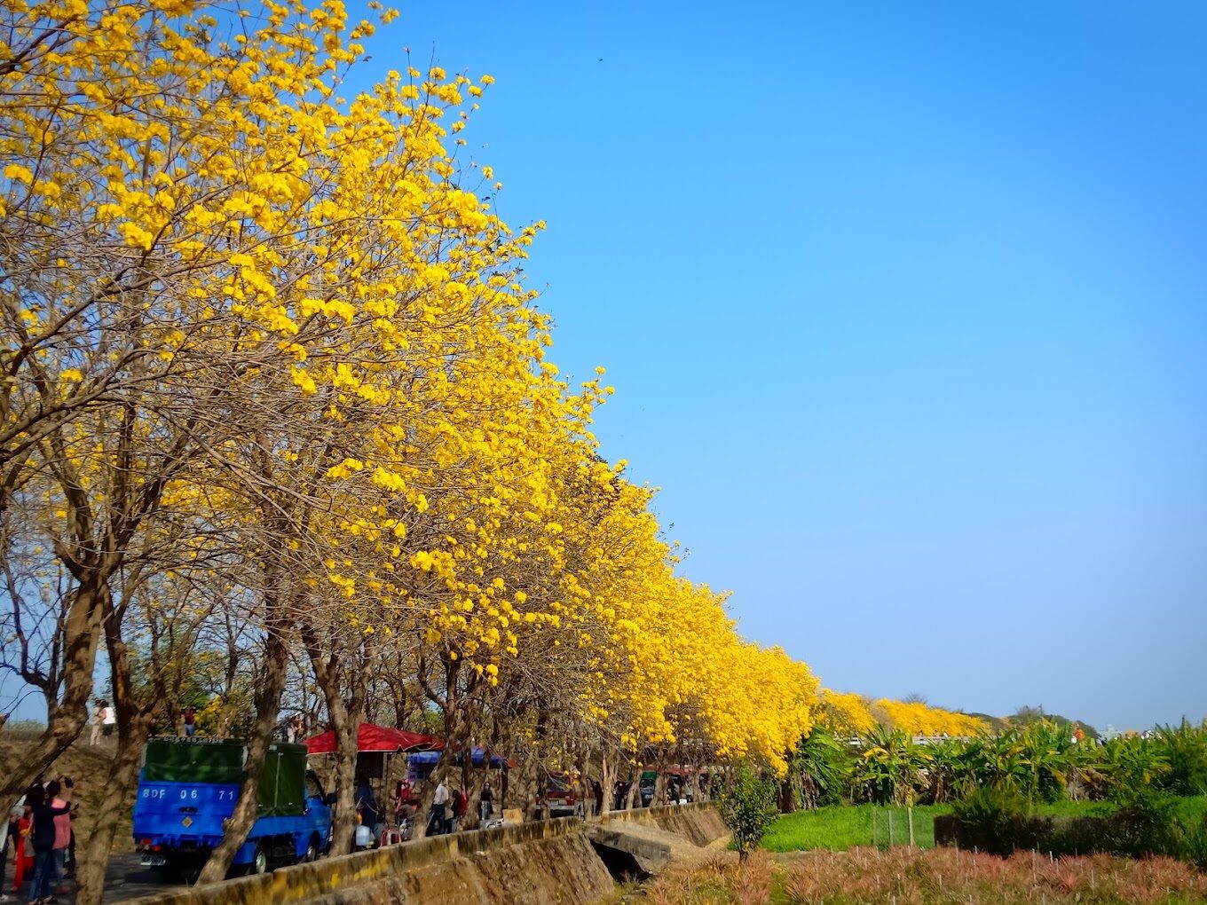 【2025】如何利用風鈴木欣賞絕美旅遊景點？