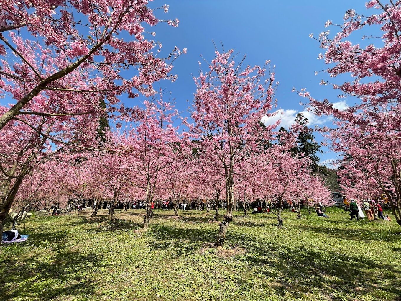 杉林溪旅遊必去景點｜你絕不能錯過的自然美景