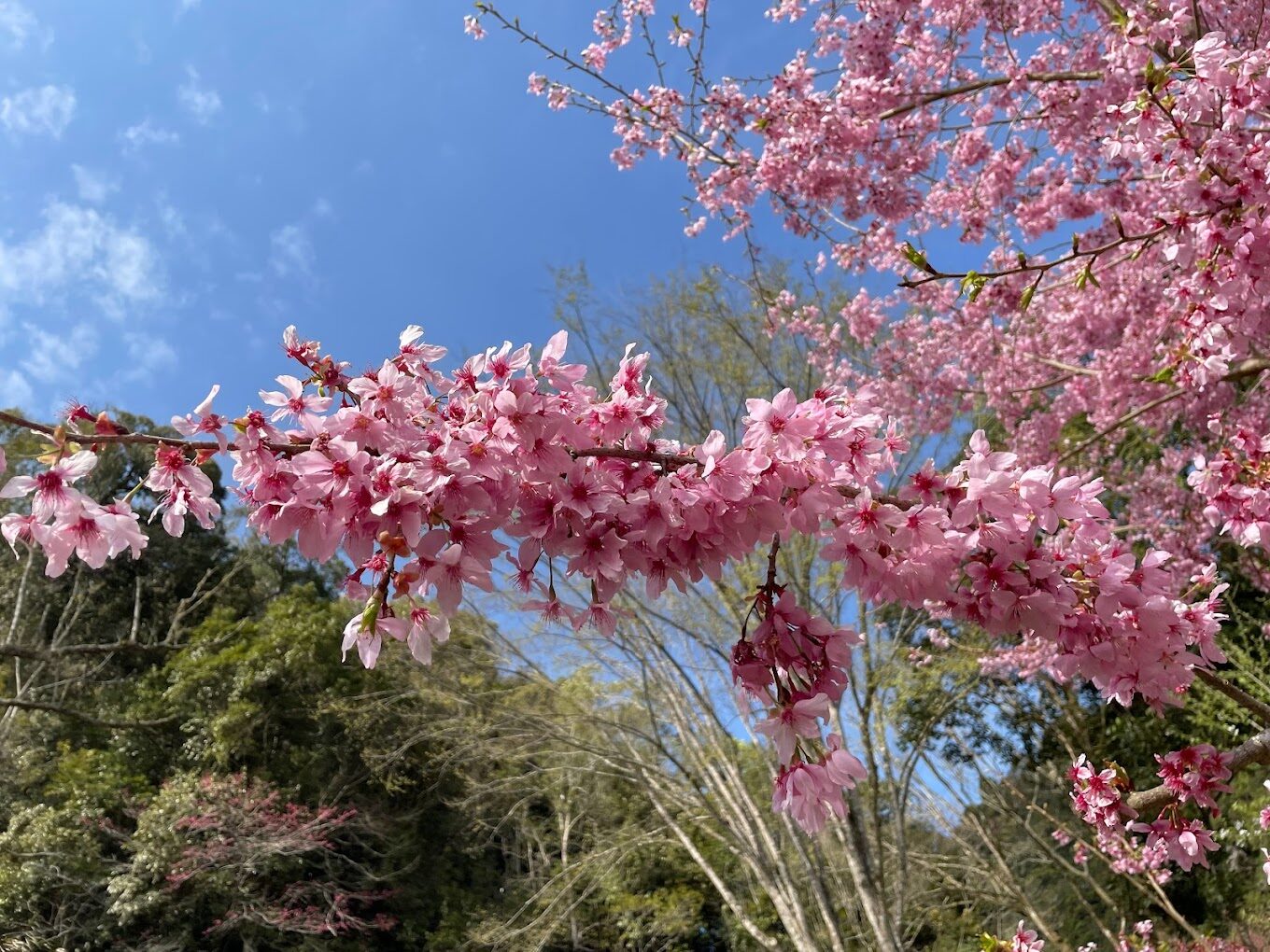 杉林溪住宿推薦｜避開常見住宿雷區，讓你的旅程更完美
