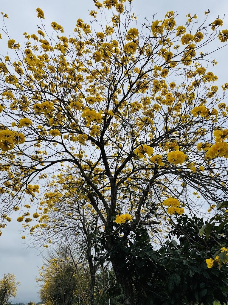 黃花風鈴木旅遊指南｜必知的賞花地點與最佳觀賞時間