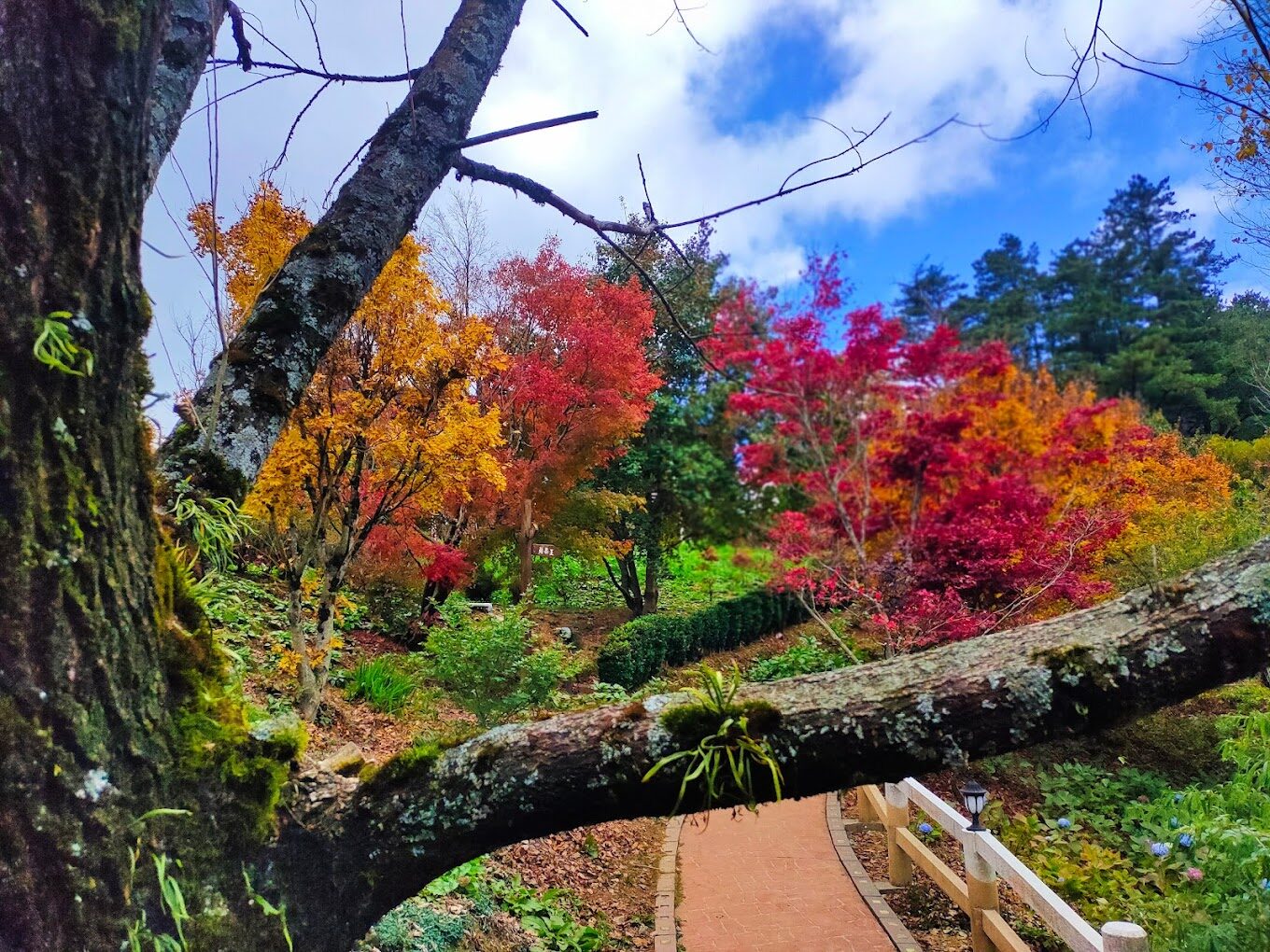 福壽山農場 2025 必訪景點｜避開遊客人潮的秘境