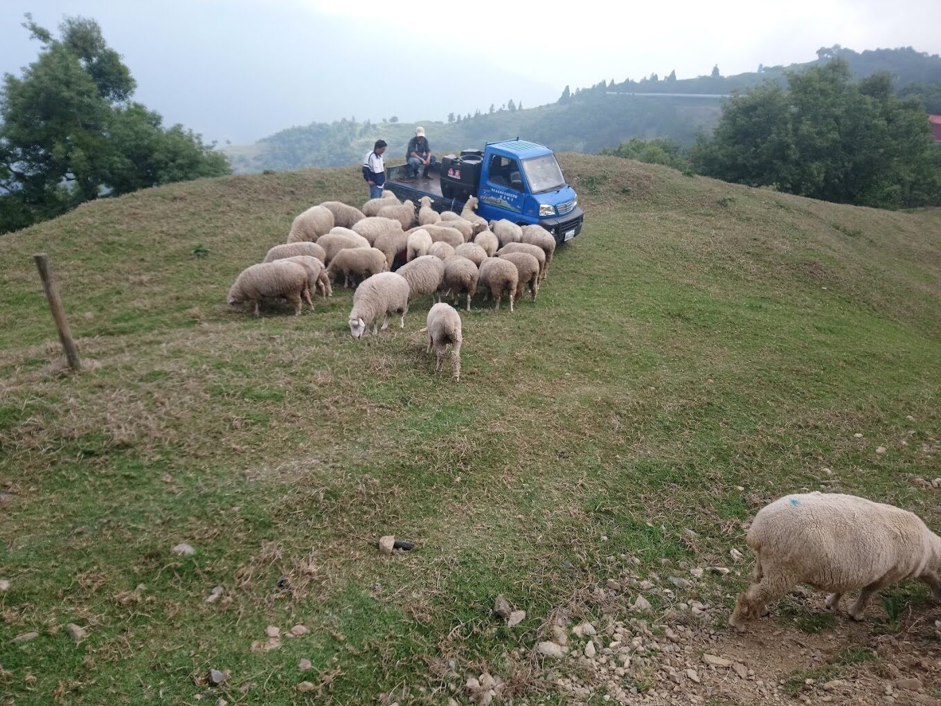 清境農場必看攻略：讓你意想不到的體驗