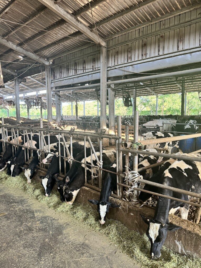 【2025】乳牛牧場探訪指南：絕對不能錯過的活動與當地美食