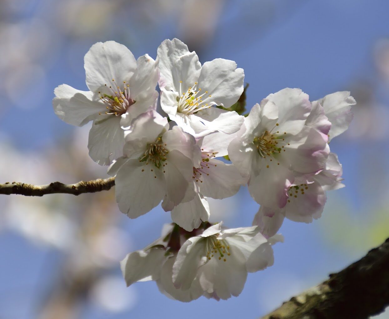 【2025】福壽山農場必遊景點！探索絕美秘境