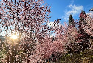 司馬庫斯村落旅遊攻略｜不可錯過的活動與特色美食