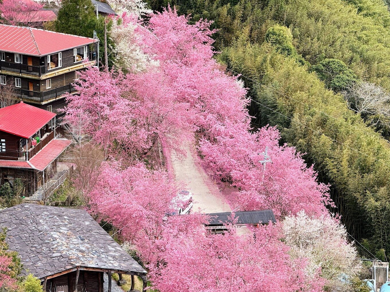 司馬庫斯村落旅遊攻略｜不可錯過的活動與特色美食