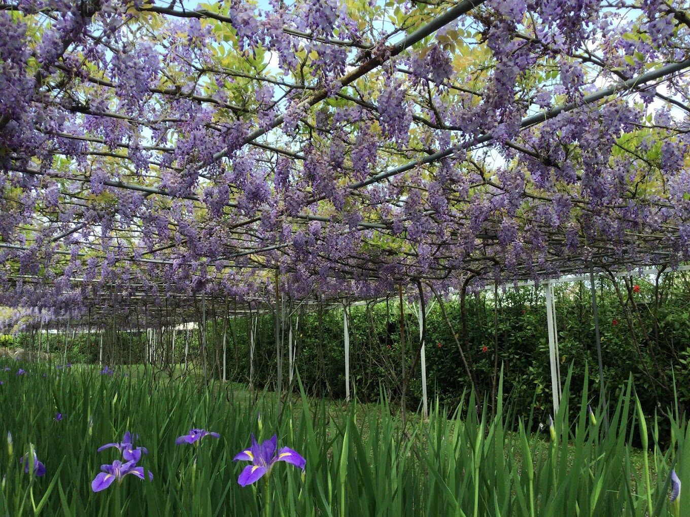 2025淡水紫藤花園必訪景點｜理由讓你絕對不容錯過