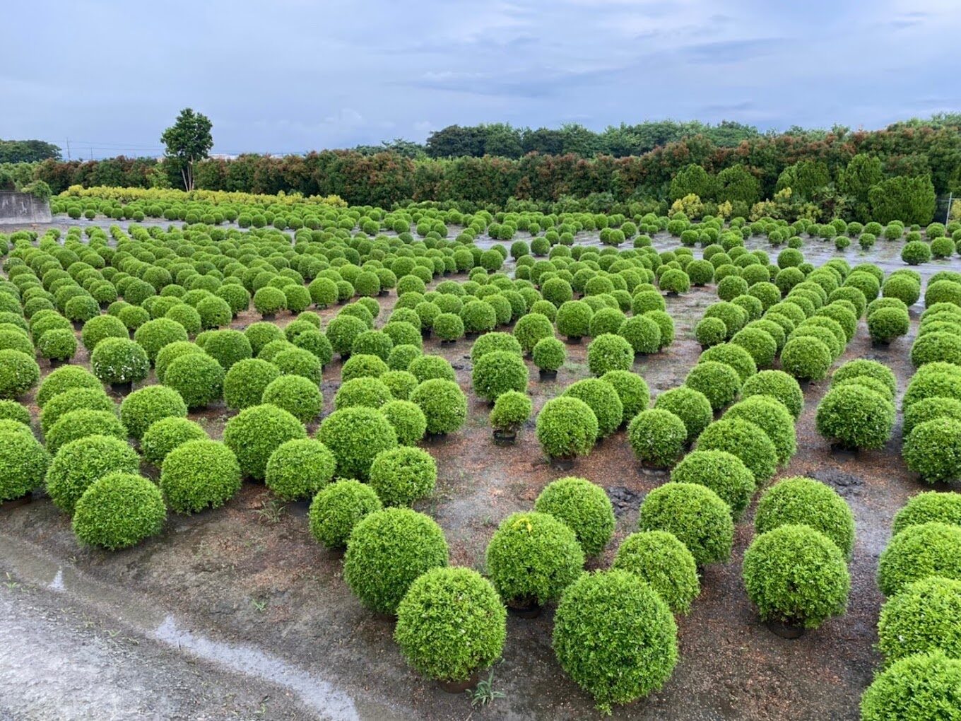 彰化景點探索：避免錯過的必訪隱藏秘境