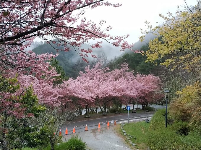 2025武陵農場旅遊攻略：你不能錯過的美景與活動