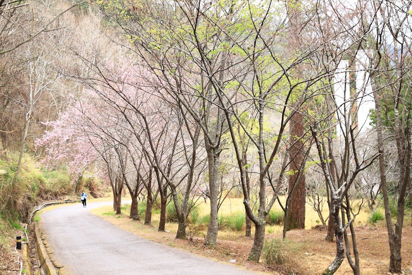 2025武陵農場旅遊攻略：你不能錯過的美景與活動