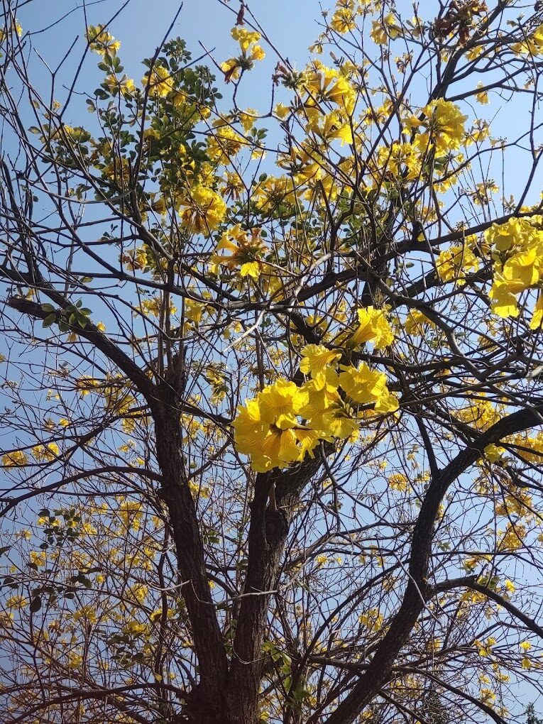 2025黃花風鈴木旅遊攻略｜不可錯過的秘境景點