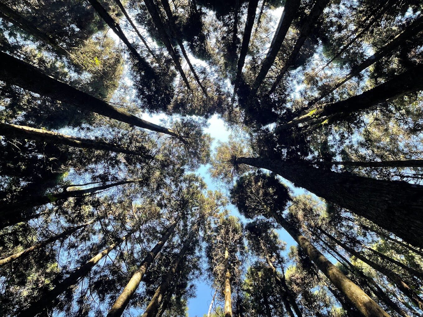 杉林溪旅遊攻略｜你不可錯過的秘境景點