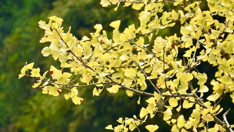 杉林溪旅遊攻略｜你不可錯過的秘境景點