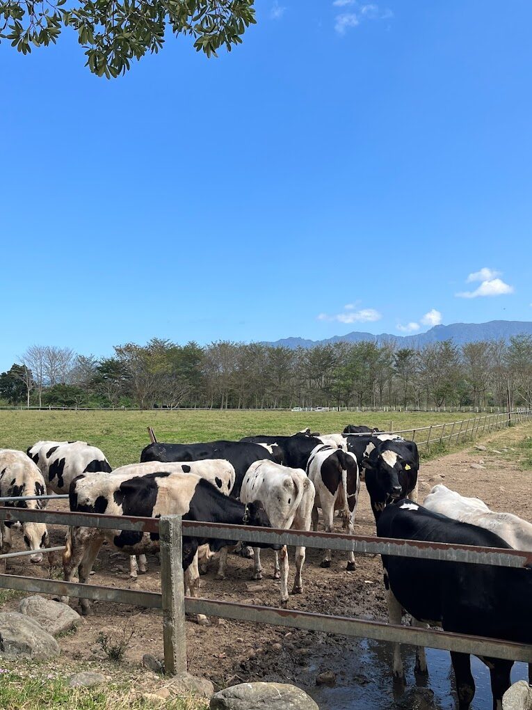 【2025】乳牛牧場探訪指南：絕對不能錯過的活動與當地美食