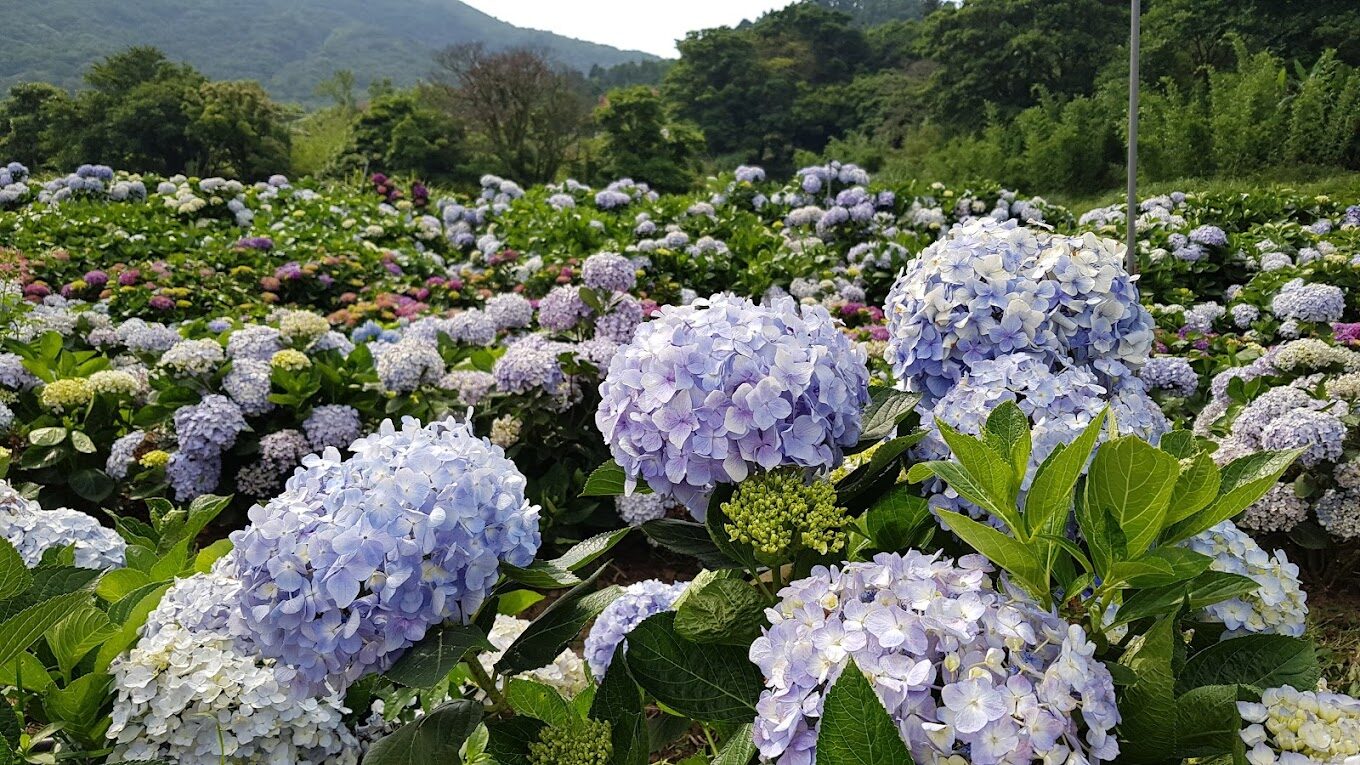 【2025】高家繡球花觀賞指南｜避開人潮的最佳時間與景點