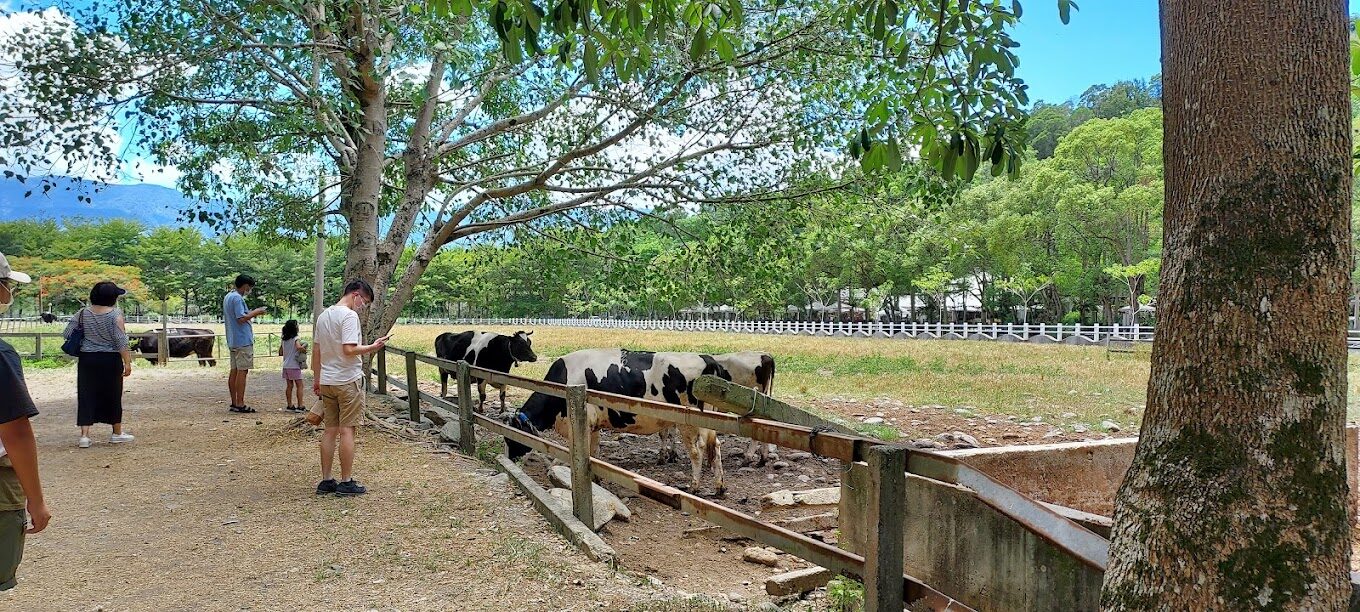 【2025】乳牛牧場探訪指南：絕對不能錯過的活動與當地美食