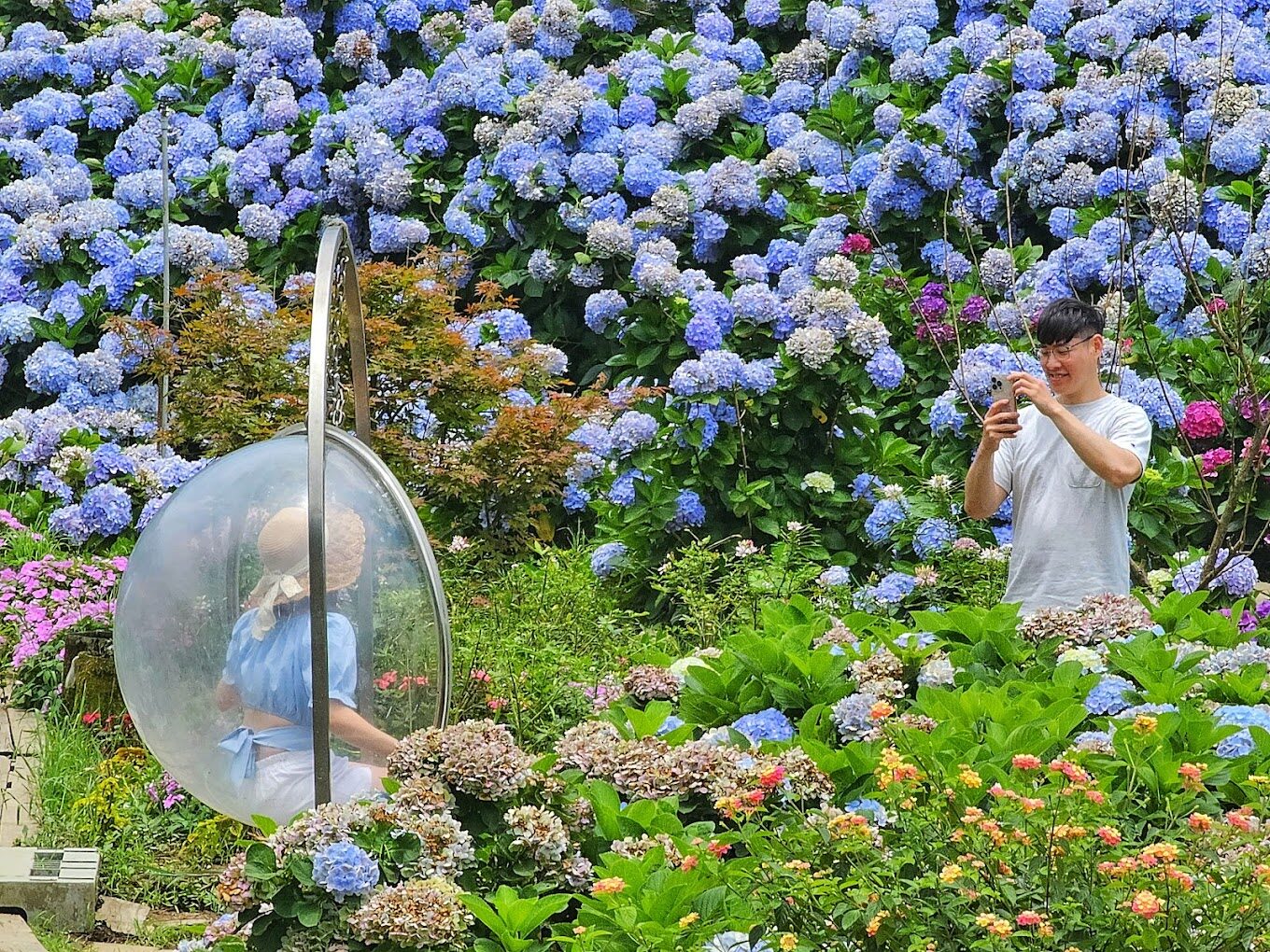 【2025】高家繡球花觀賞指南｜避開人潮的最佳時間與景點