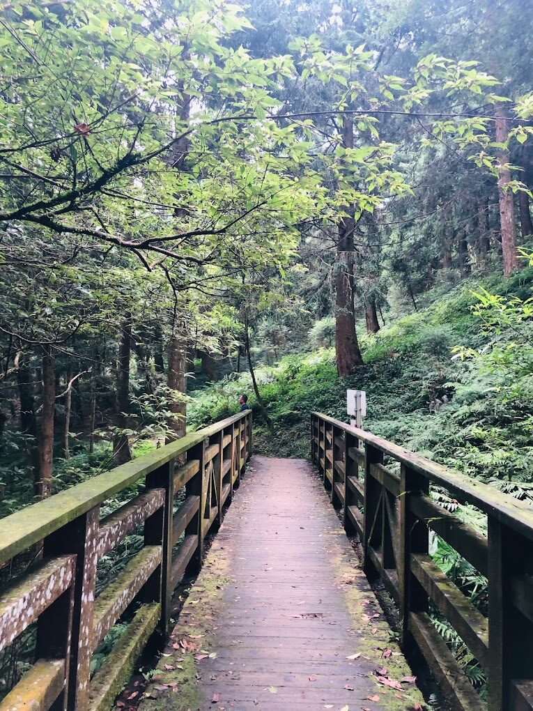 不容錯過的秘境探索｜東眼山森林遊樂區必去景點推薦