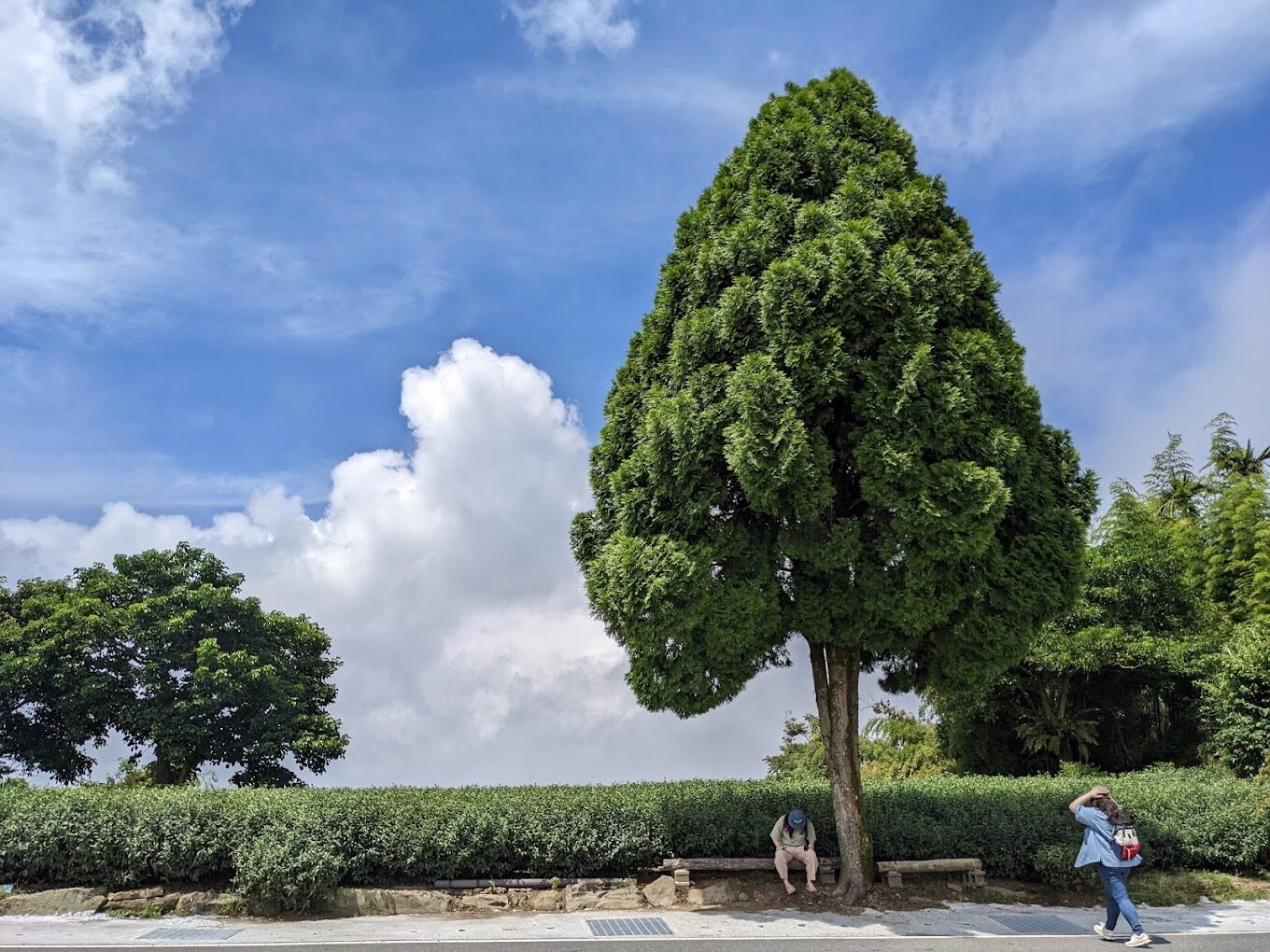 隙頂二延平步道探索：避開人潮的隱藏美景，如何規劃最完美行程？