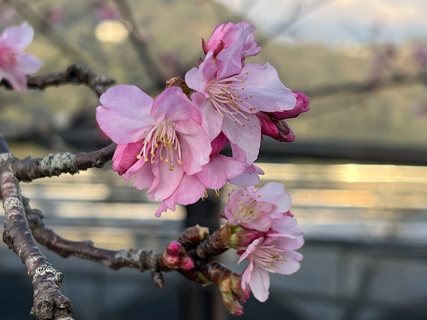 隙頂二延平步道探索:避開人潮的隱藏美景,如何規劃最完美行程?