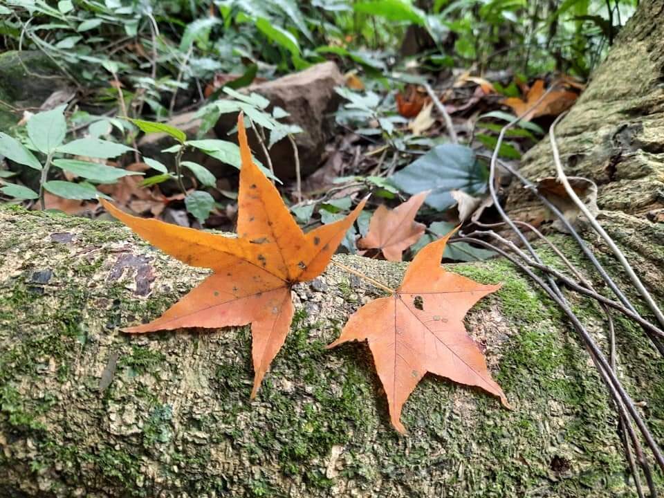 探索桃園石門山步道：行前必知的關鍵訊息