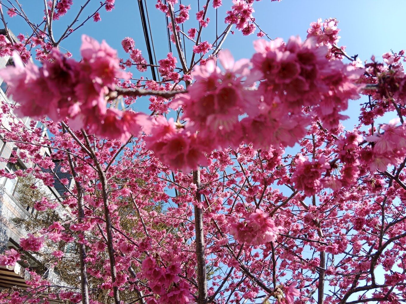 探索桃園石門山步道：行前必知的關鍵訊息