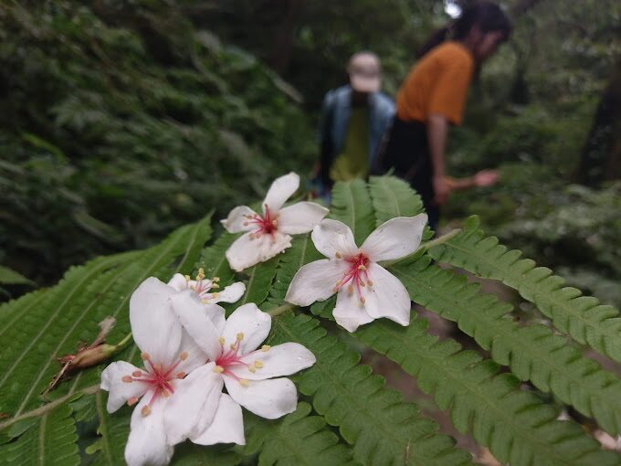 探索桃園石門山步道：行前必知的關鍵訊息