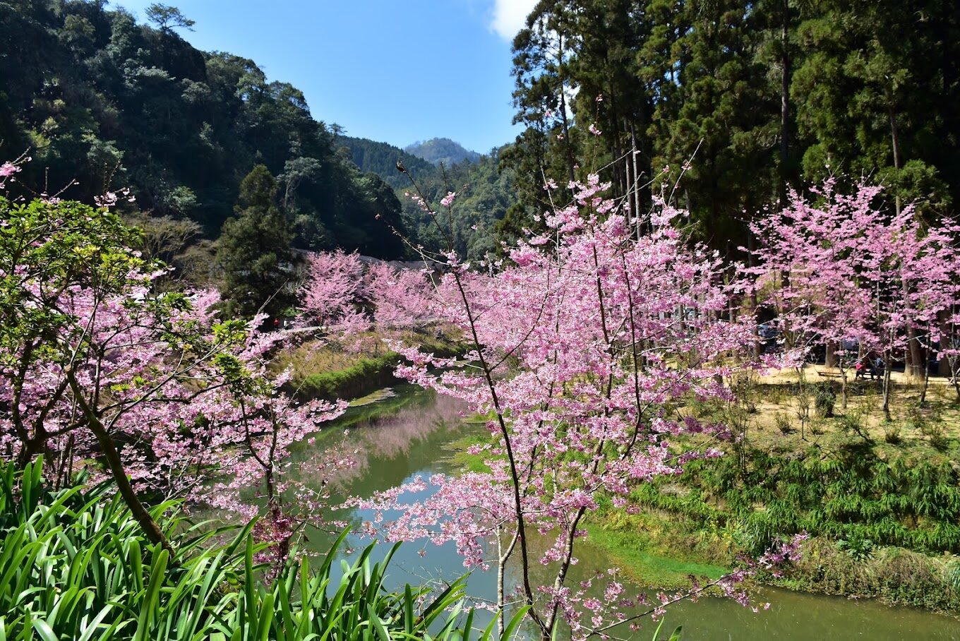 南投杉林溪旅遊攻略｜享受完美假期