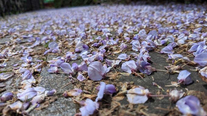紫藤花觀賞指南｜台灣必訪的紫藤花秘境