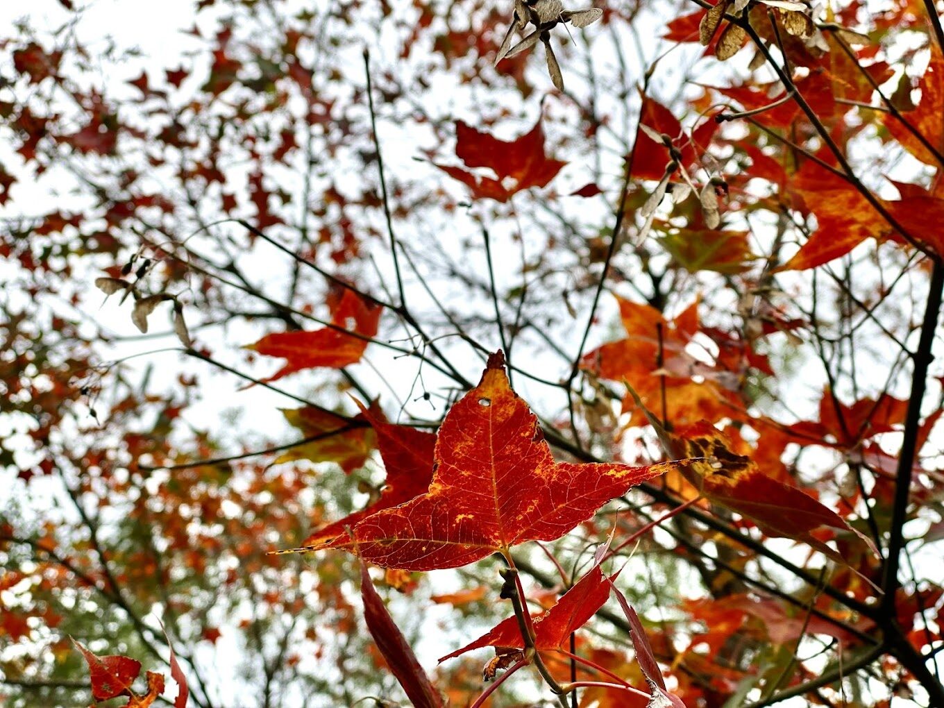 東眼山必遊景點推薦｜2025親子旅行的亮點