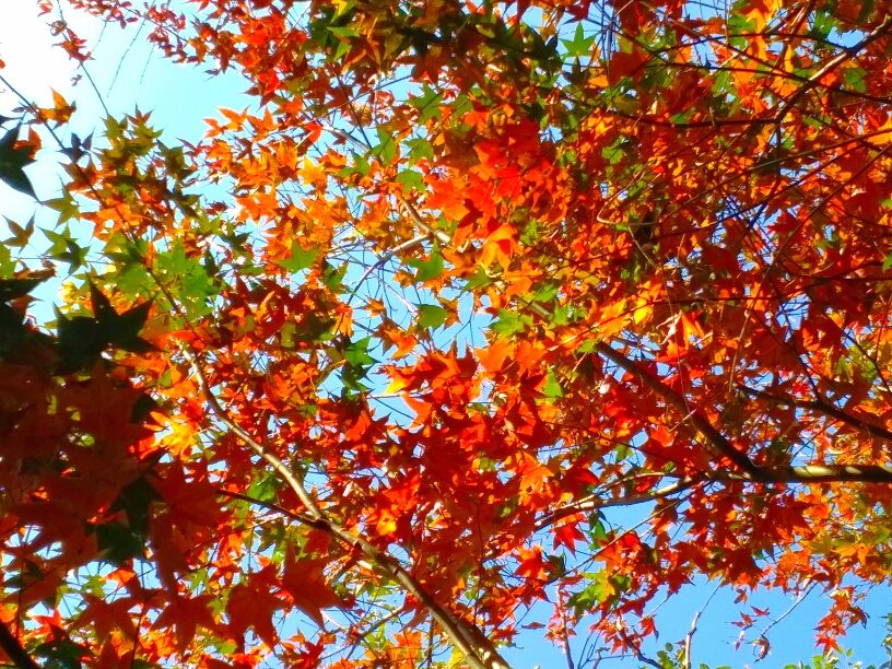 東勢林場必玩活動｜不可錯過的自然體驗