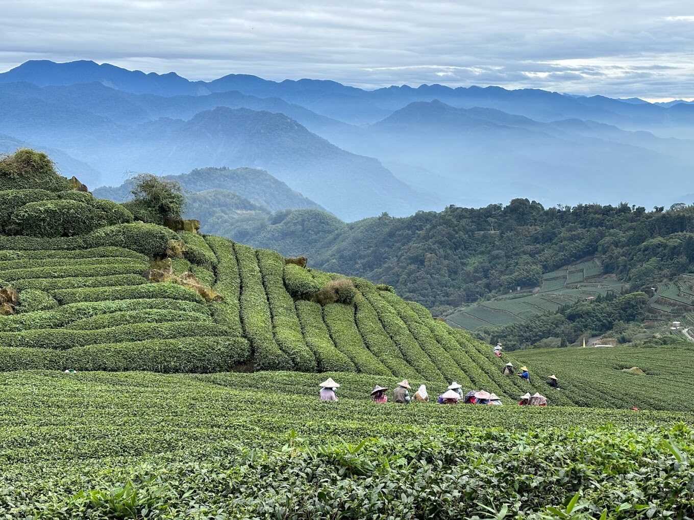 【2025】二延平步道：走訪台灣秘境的理由｜自然愛好者必看