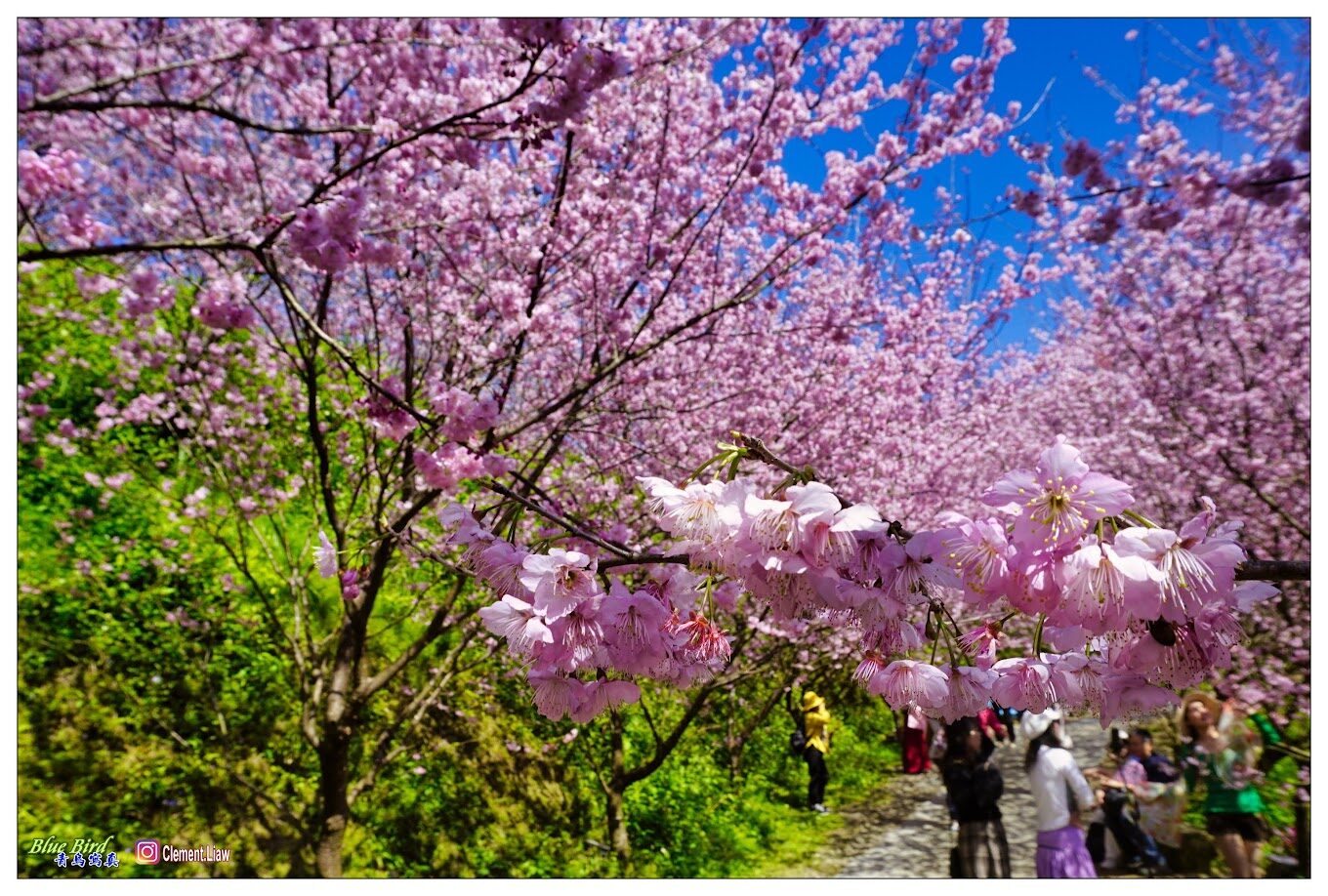 三峽大熊櫻花林的必訪亮點｜不可錯過的賞櫻秘密地