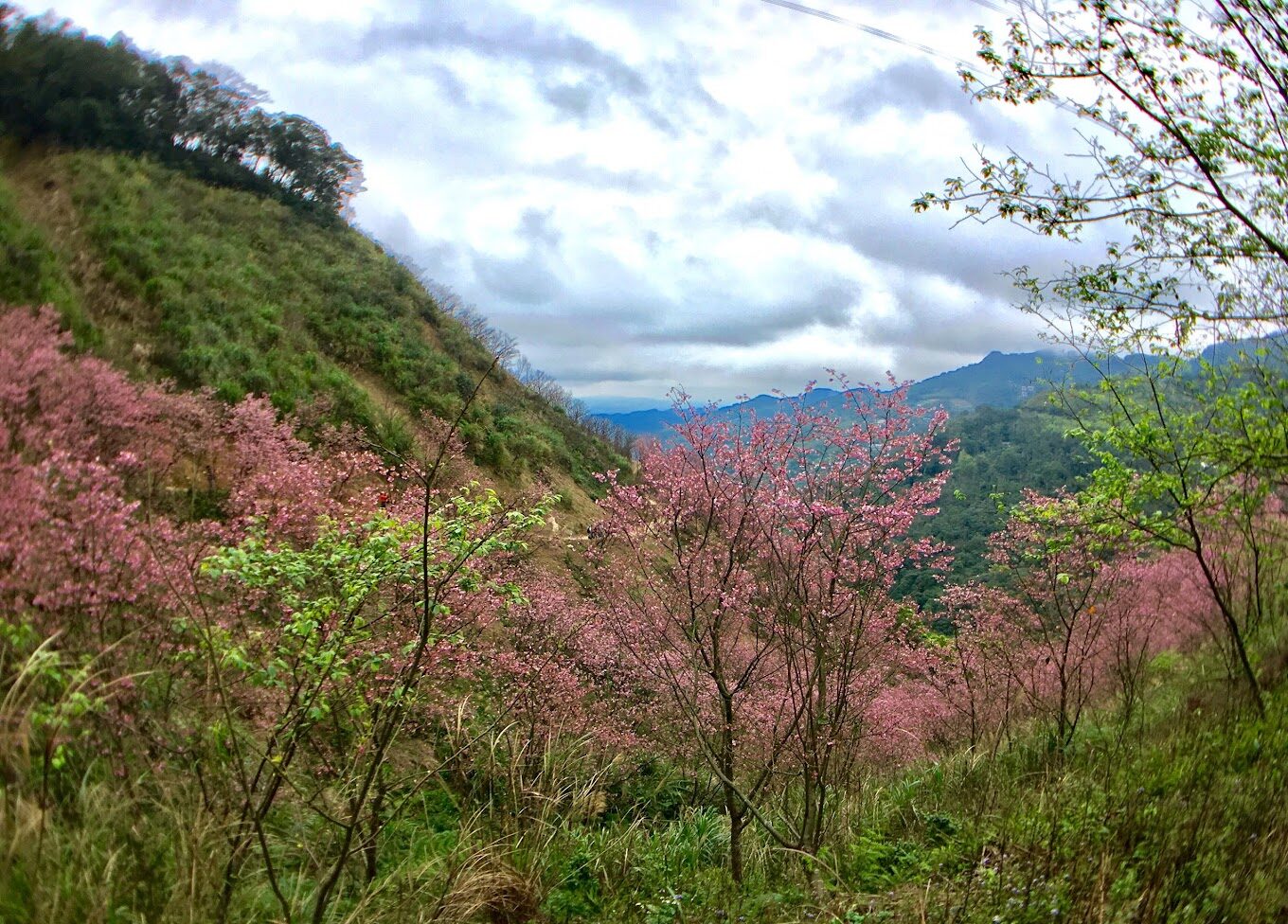 三峽大熊櫻花林的必訪亮點｜不可錯過的賞櫻秘密地