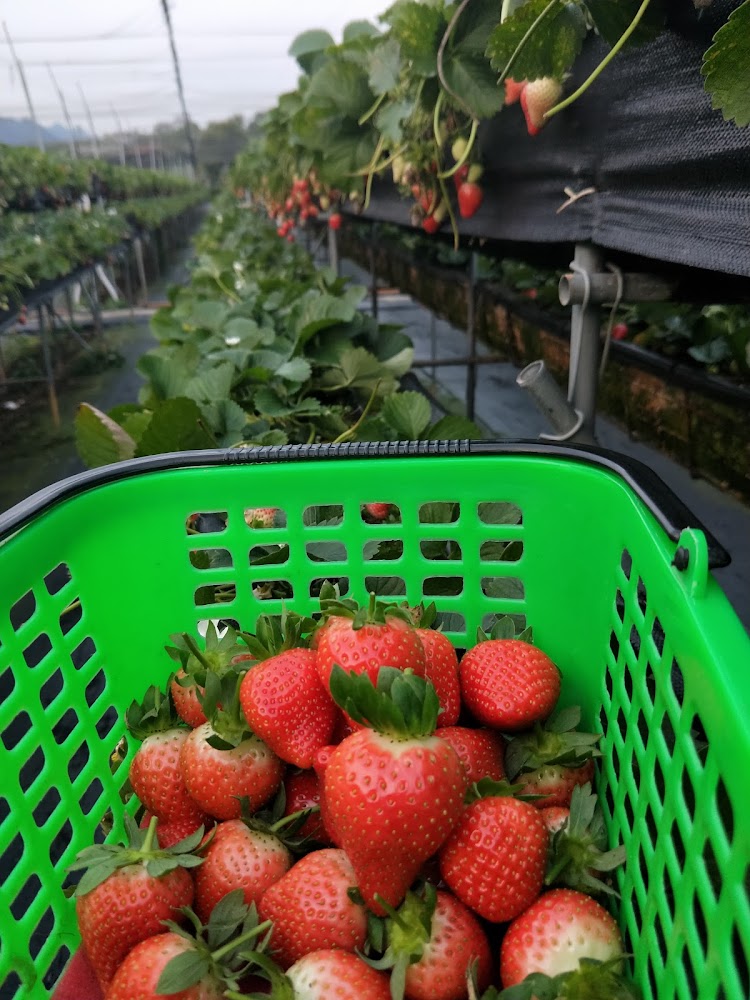 大湖草莓農場