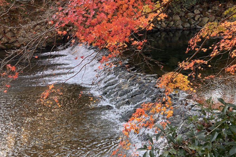 【2025】奧萬大楓葉觀賞攻略｜5個必訪景點與錯過的後果｜楓葉小徑