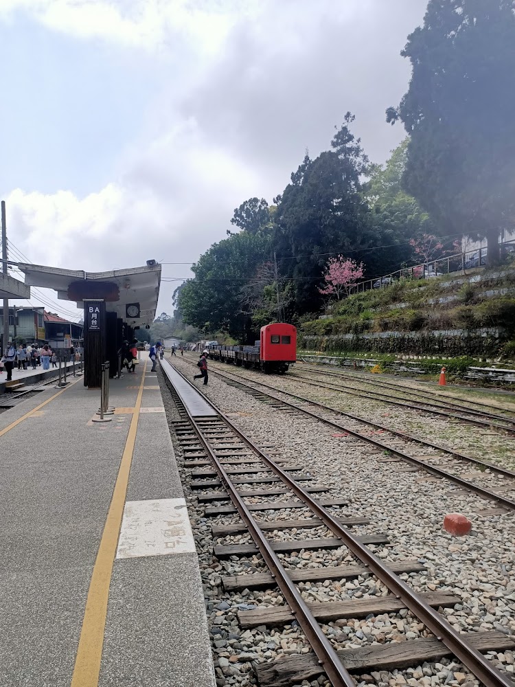 【2025】探索阿里山不可錯過的秘境｜避免走錯路的旅遊指南