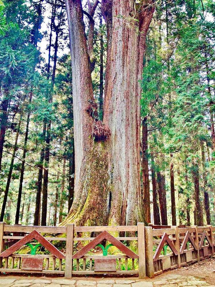 【2025】阿里山必去景點大解析｜避開人潮的秘境推薦