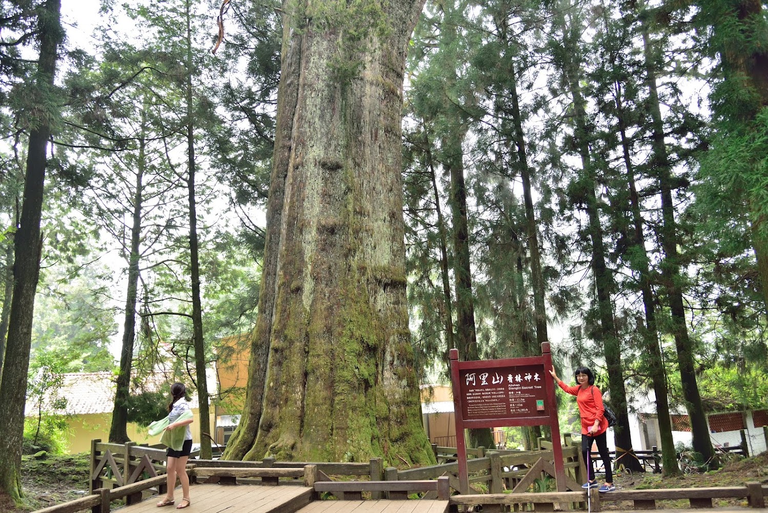 阿里山神木群步道宏偉景觀
