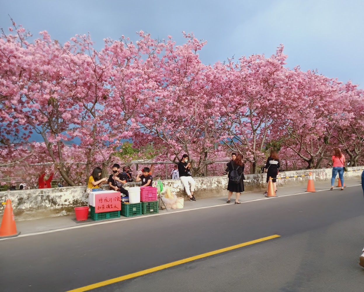 台灣櫻花花季旅遊指南｜絕美景點不容錯過