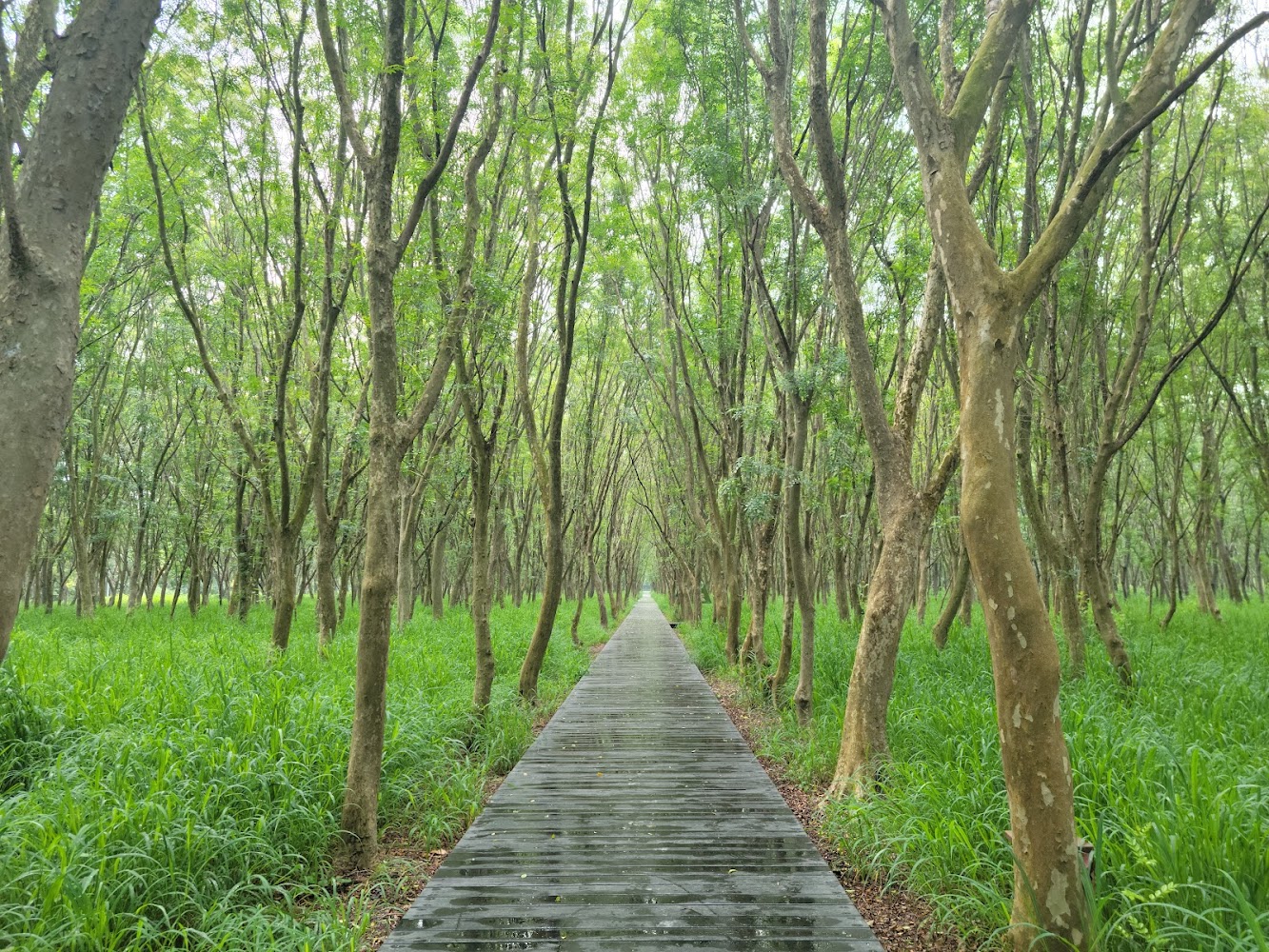 彰化景點探索：避免錯過的必訪隱藏秘境