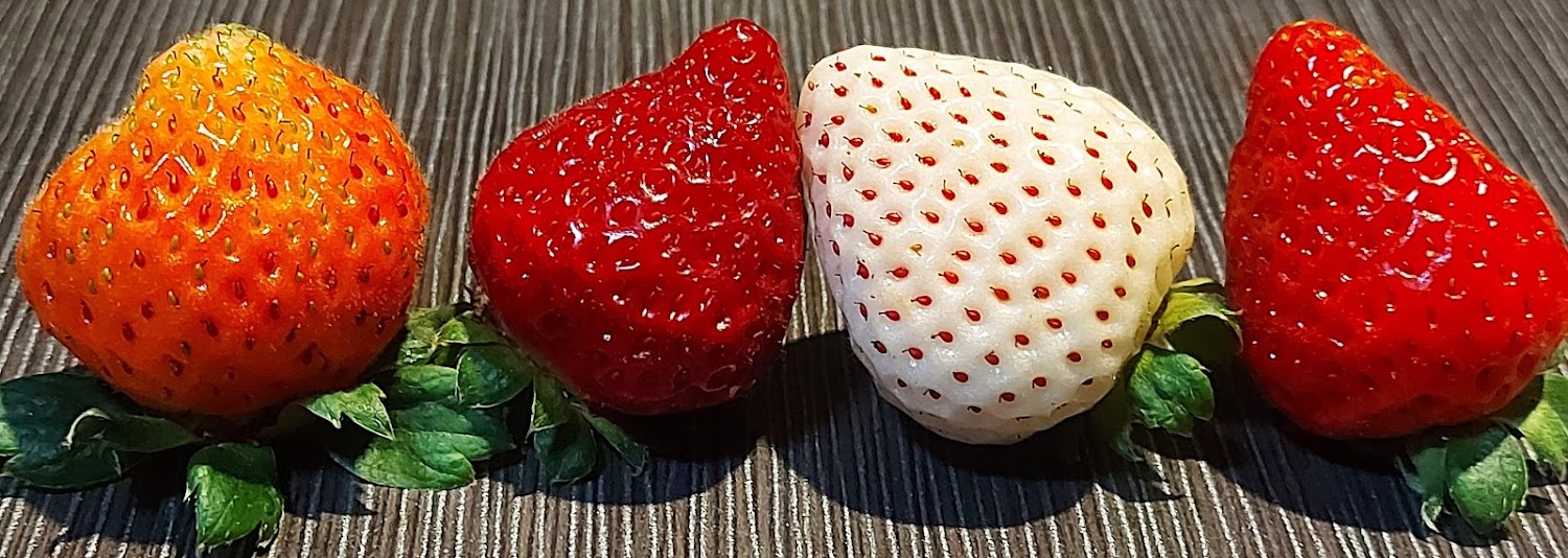 採草莓攻略｜你絕對不想錯過的隱藏草莓園推薦